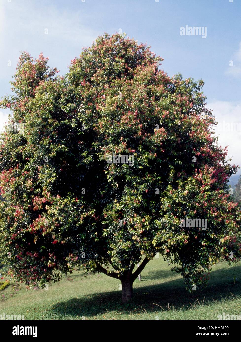 Indonesian Cinnamon (Cinnamomum Burmannii), Lauraceae Stock Photo Alamy