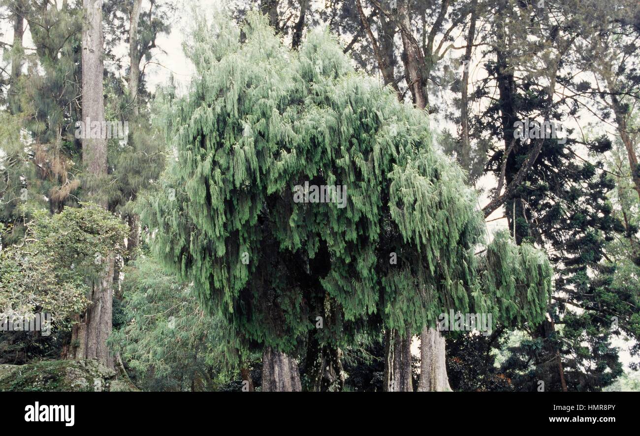 Chinese Weeping Cypress (Cupressus funebris), Cupressaceae. Stock Photo