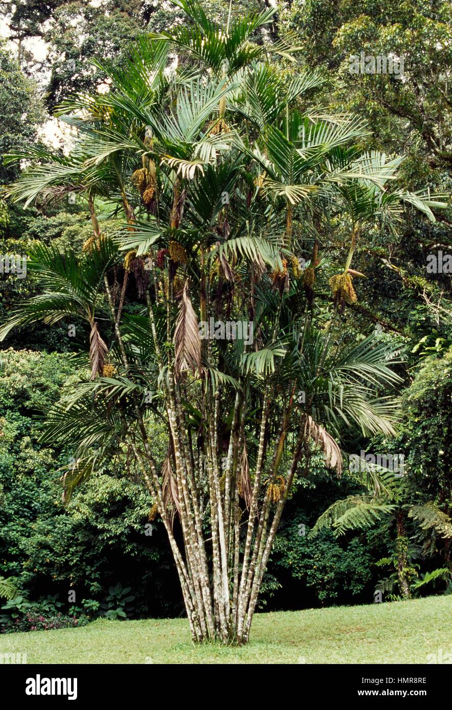 Palm (Pinanga kuhli), Arecaceae. Stock Photo