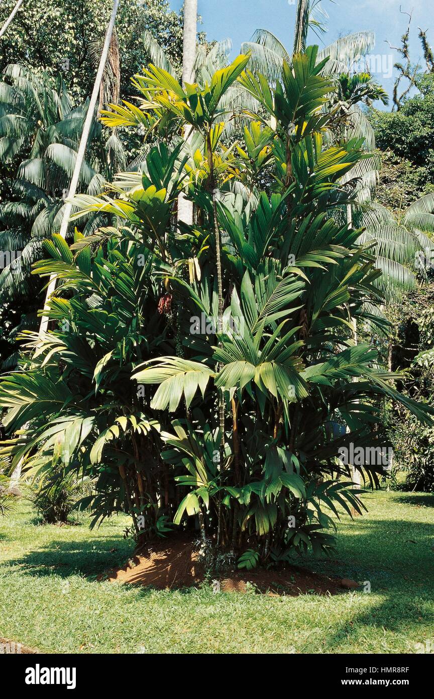 Pinanga kuhlii, Arecaceae. Stock Photo