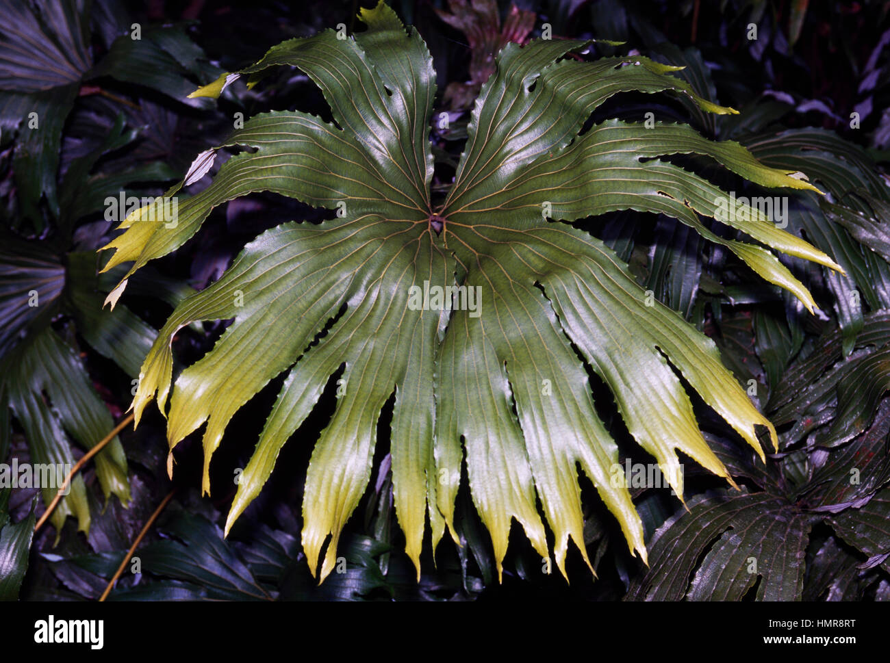 Bua Cek leaf (Dipteris conjugata), Dipteridaceae. Stock Photo