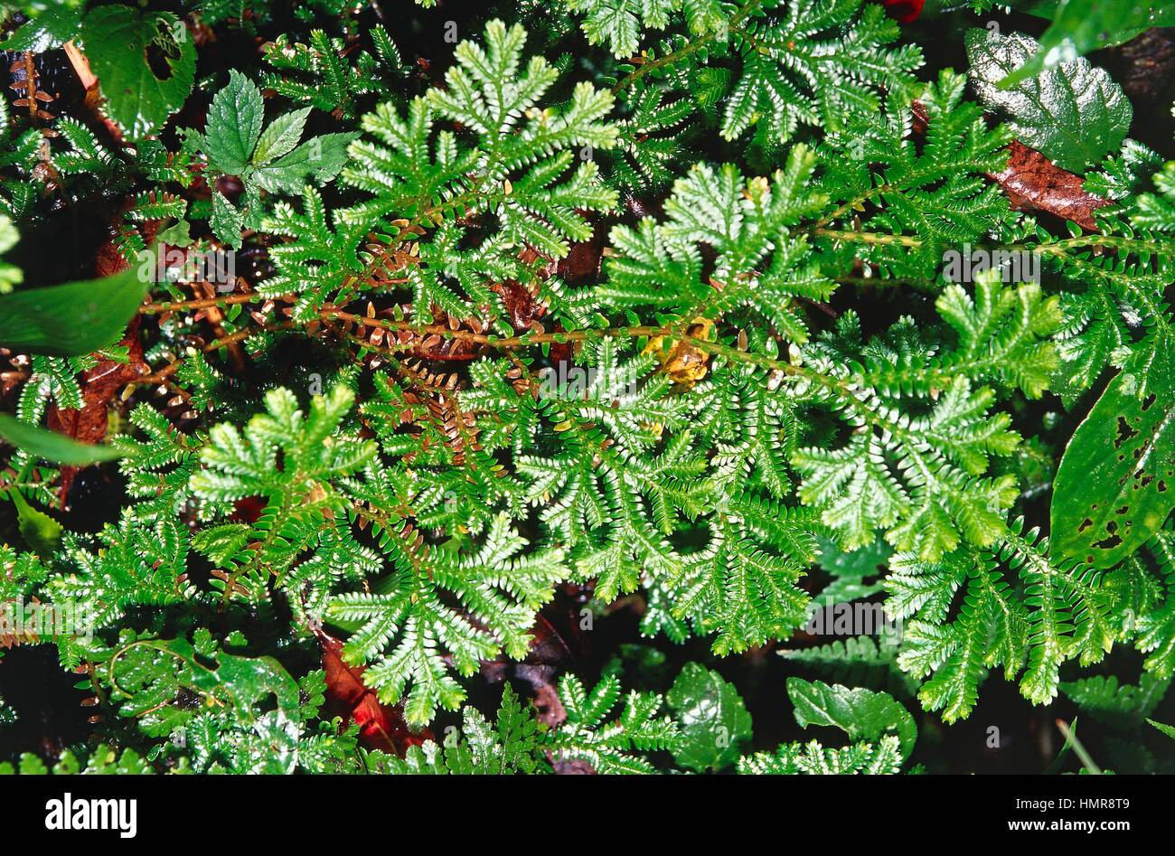 Asian Spikemoss (Selaginella plana), Selaginellaceae. Stock Photo