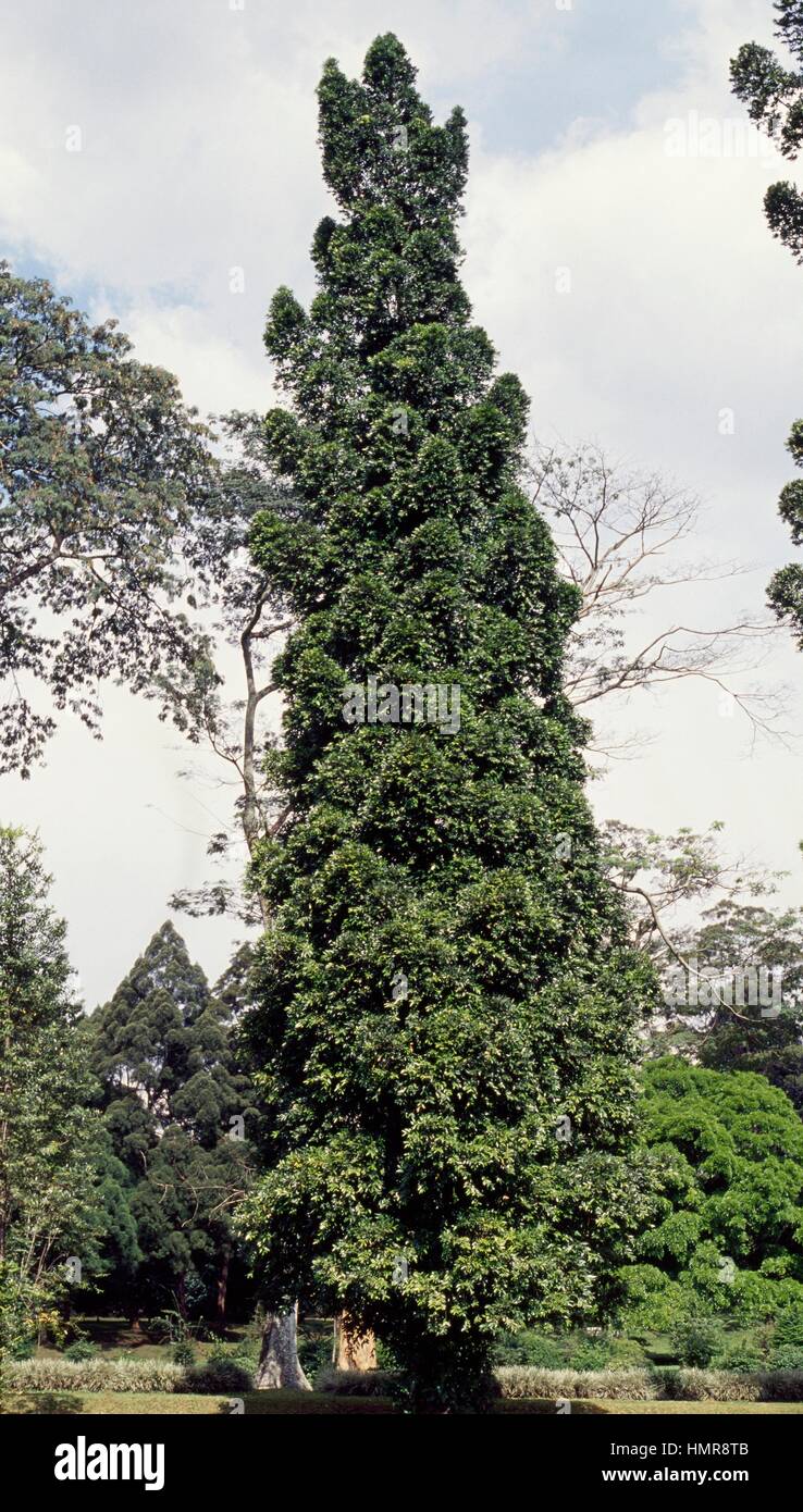 Strophanthus (Strophanthus), Apocinaceae. Stock Photo
