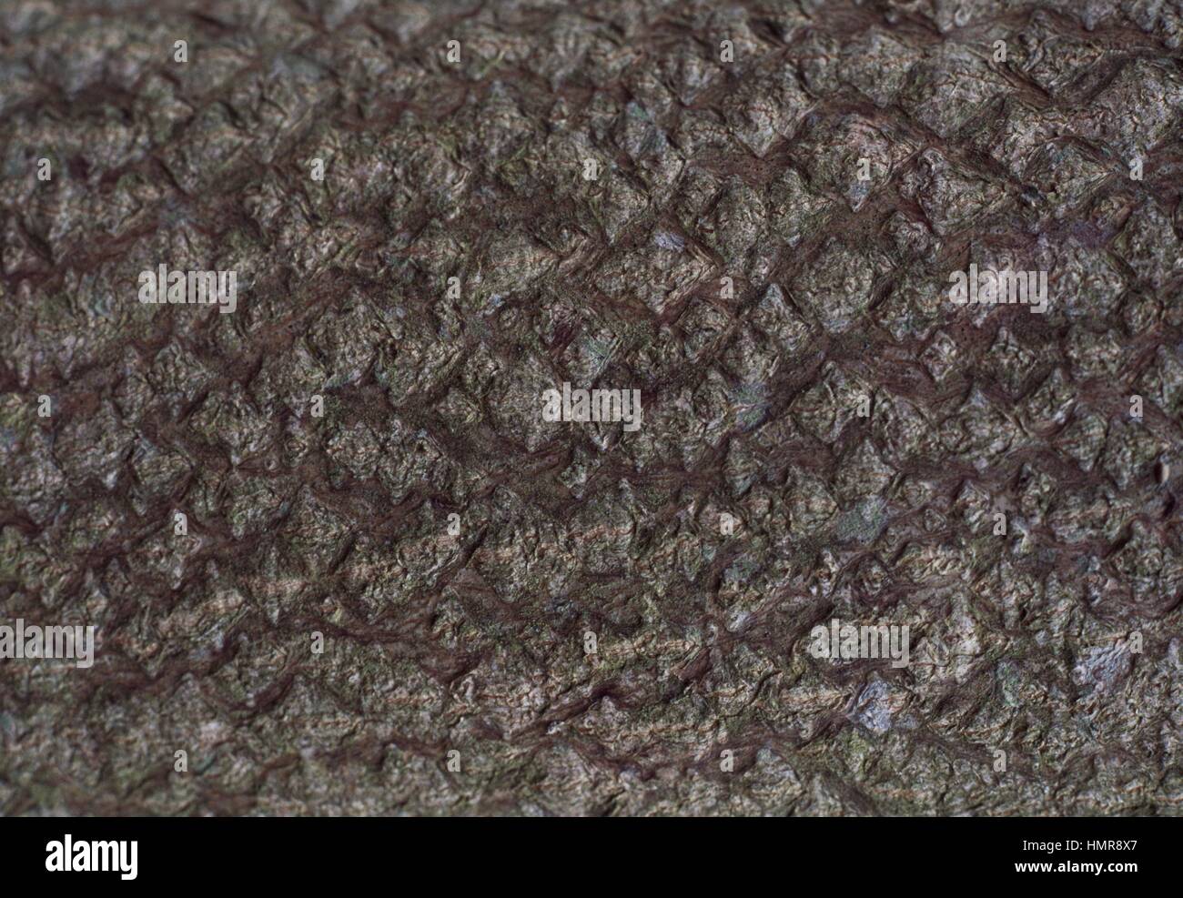 Bark of the Tree of Heaven or Ailanthus (Ailanthus altissima