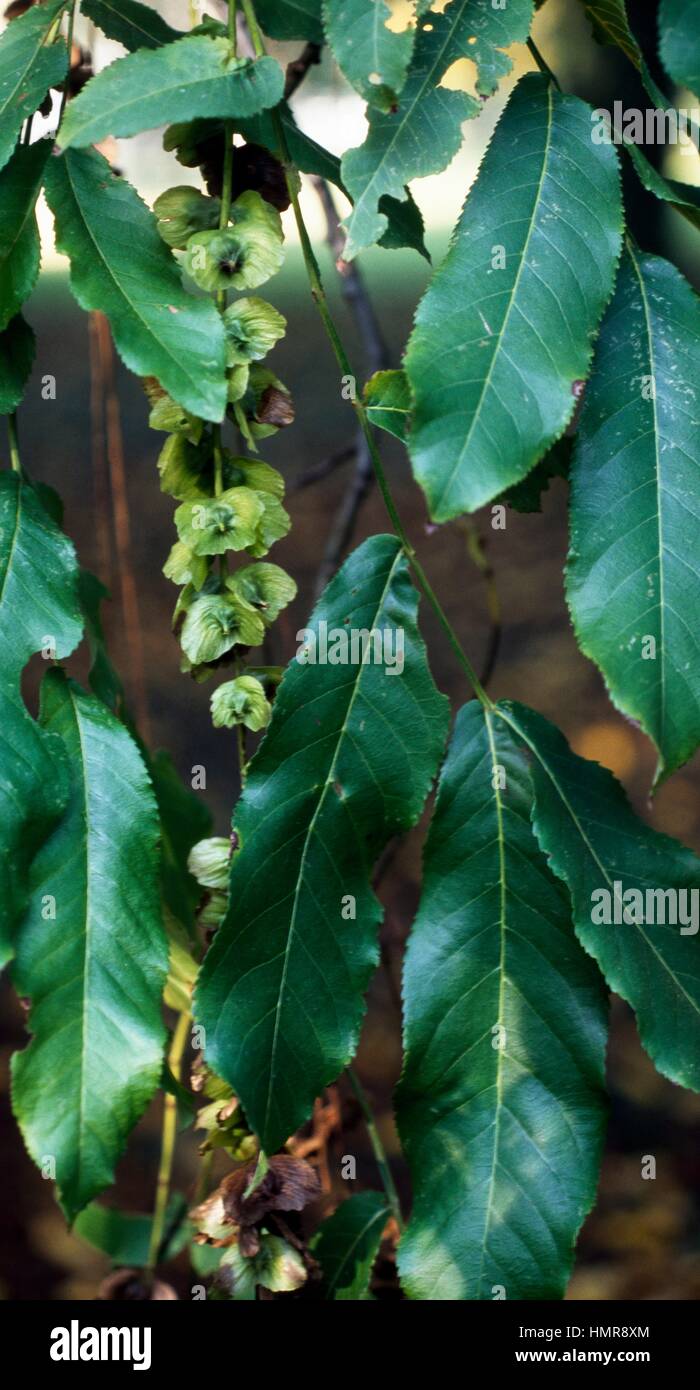 Chinese wingnut pterocarya stenoptera hires stock photography and