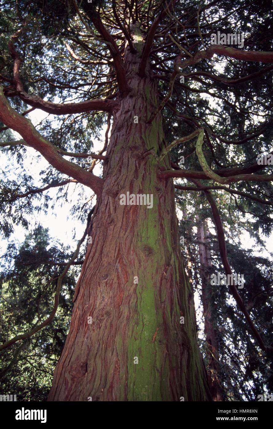California Cedar or Incense Cedar trunk (Calocedrus decurrens), Cupressaceae. Stock Photo