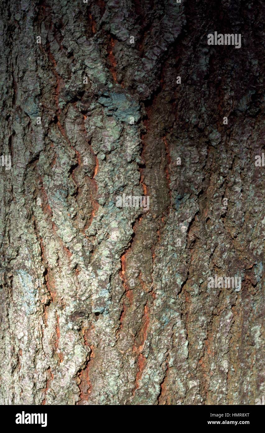 Concolor fir hires stock photography and images Alamy