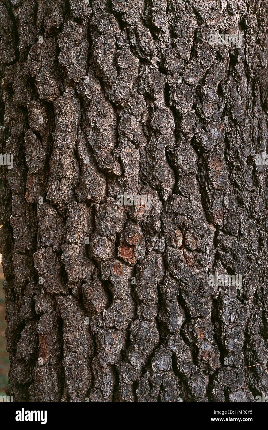 Lodgepole Pine bark (Pinus contorta), Pinaceae Stock Photo - Alamy