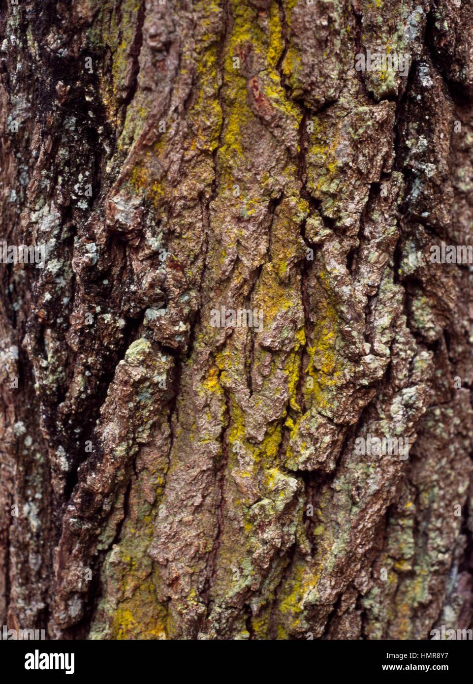 Valonia Oak bark (Quercus macrolepis), Fagaceae. Stock Photo