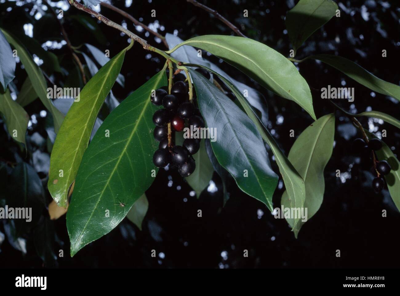 Laurel Berries Stock Photos & Laurel Berries Stock Images Page 2 Alamy