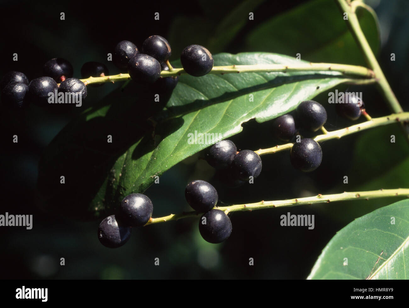Laurel Berries High Resolution Stock Photography and Images Alamy