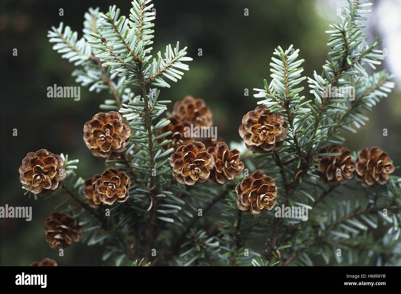 Botany - Trees - Pinaceae. Hemlock (Tsuga diversifolia). Cones Stock Photo