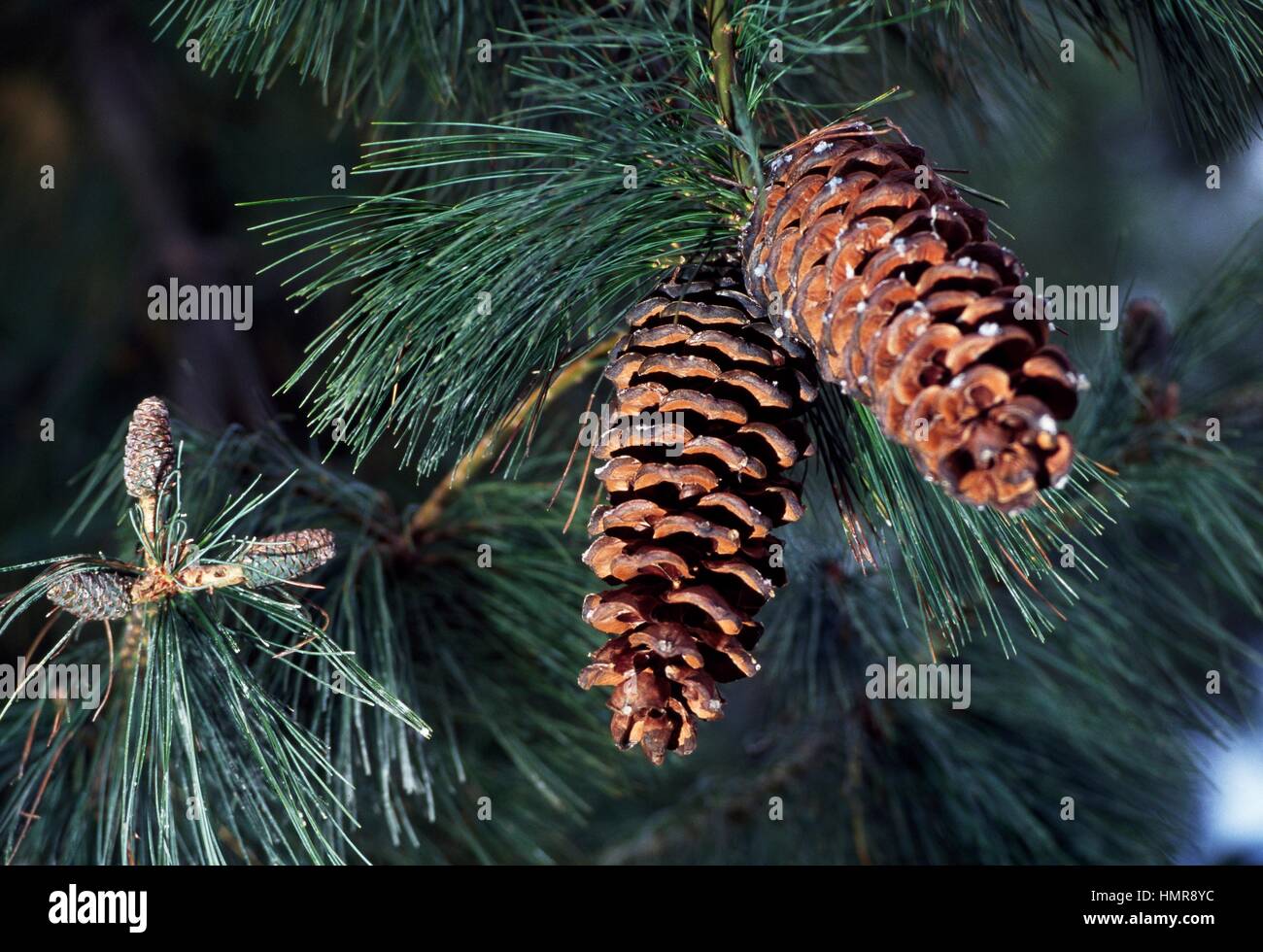 Chinese White Pine leaves and cones (Pinus armandii), Pinaceae. Stock Photo