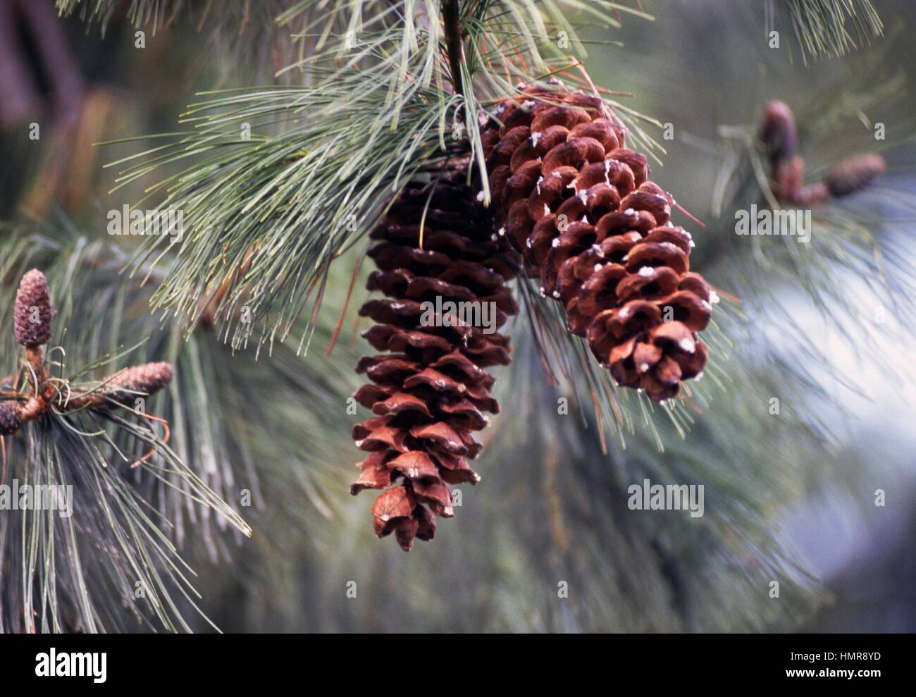 Cones of Chinese White pine or Armand's Pine (Pinus armandii), Pinaceae. Stock Photo