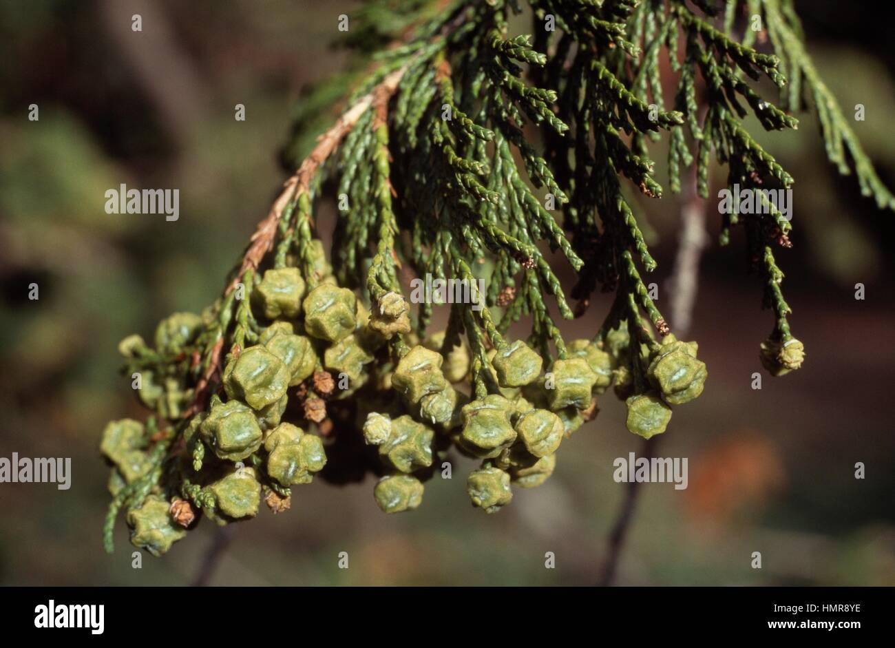 Sawara Cypress cones (Chamaecyparis pisifera), Cupressaceae. Stock Photo