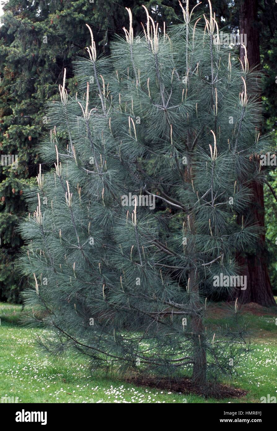 Gray Pine (Pinus sabiniana), Pinaceae. Stock Photo