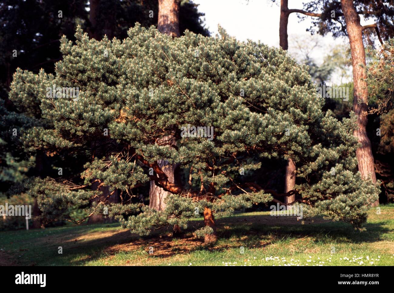 Mountain Pine (Pinus mugo x pumilo), Pinaceae. Stock Photo