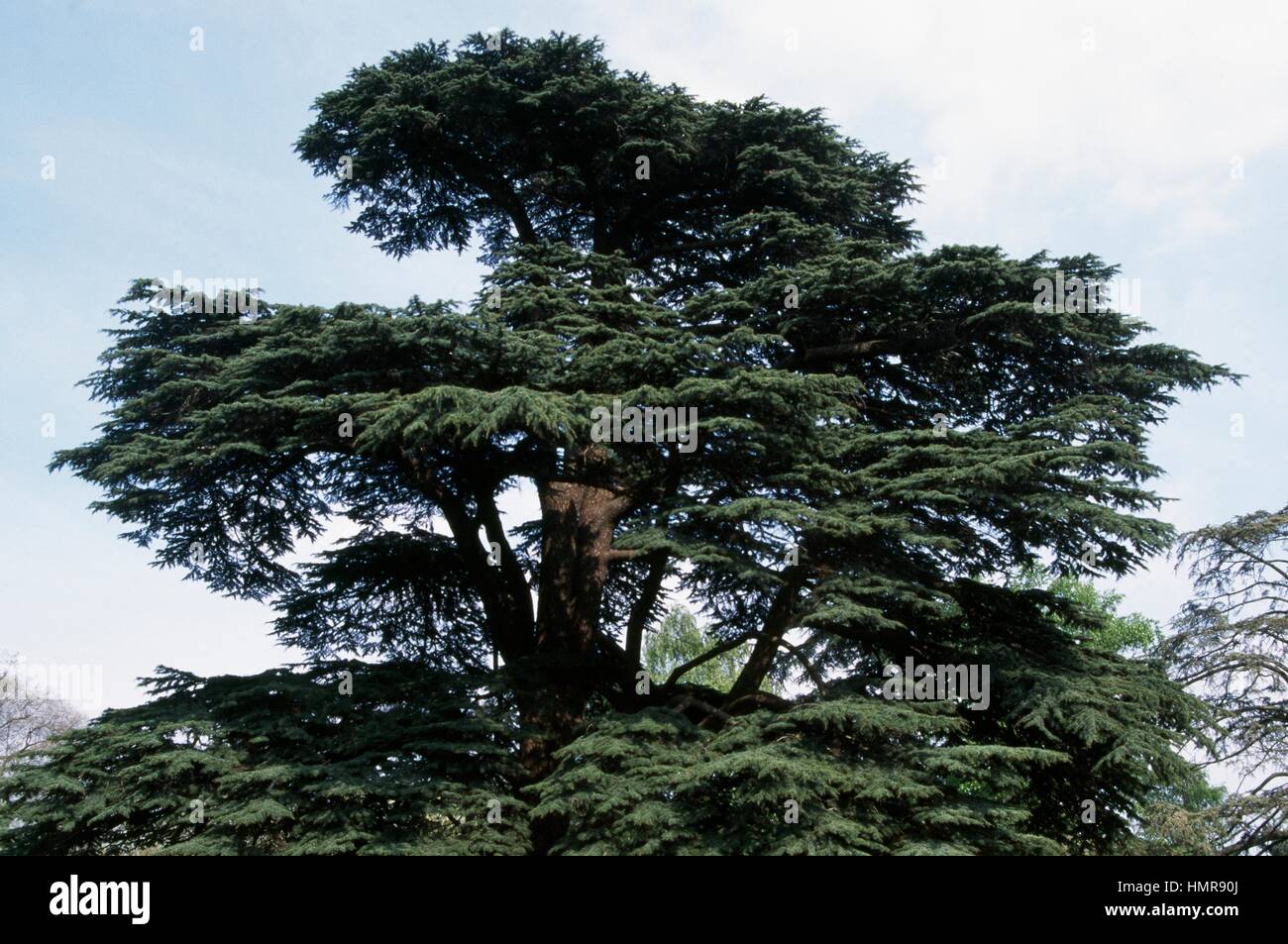 Lebanese Cedar (Cedrus libani), Pinaceae. Stock Photo