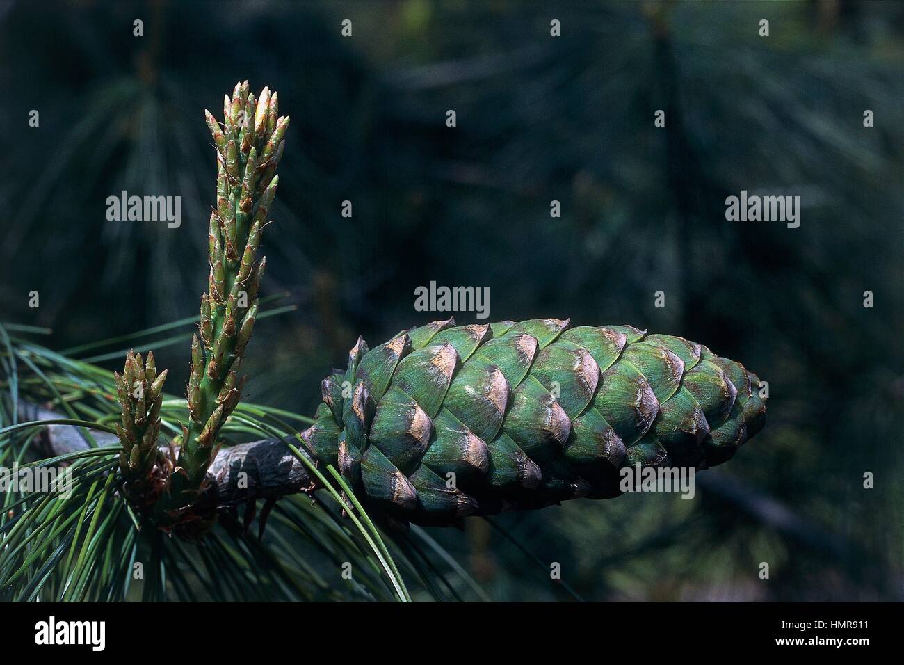 Leaves and strobilus of Chinese White Pine (Pinus armandii), Pinaceae. Stock Photo