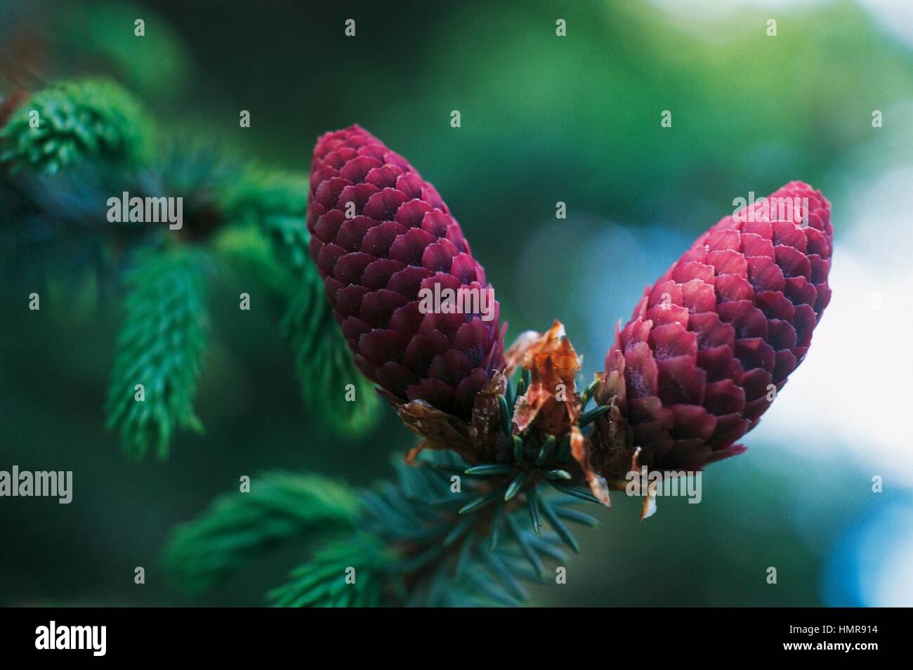 Likiang Spruce leaves and cones (Picea likiangensis), Pinaceae. Stock Photo