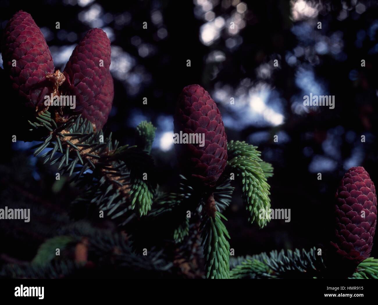 Likiang spruce cones (Picea likiangensis), Pinaceae. Stock Photo