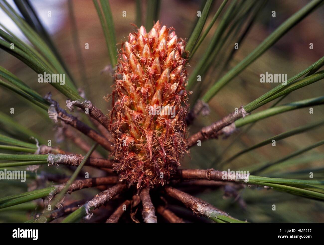 Apache Pine strobilus and leaves (Pinus engelmannii), Pinaceae. Stock Photo