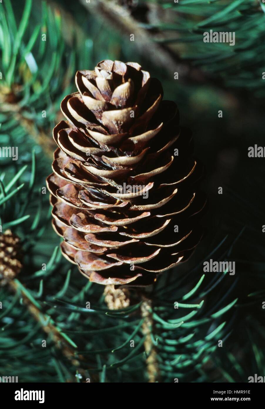 Cone of Morinda Spruce or West Himalayan Spruce (Picea smithiana), Pinaceae. Stock Photo