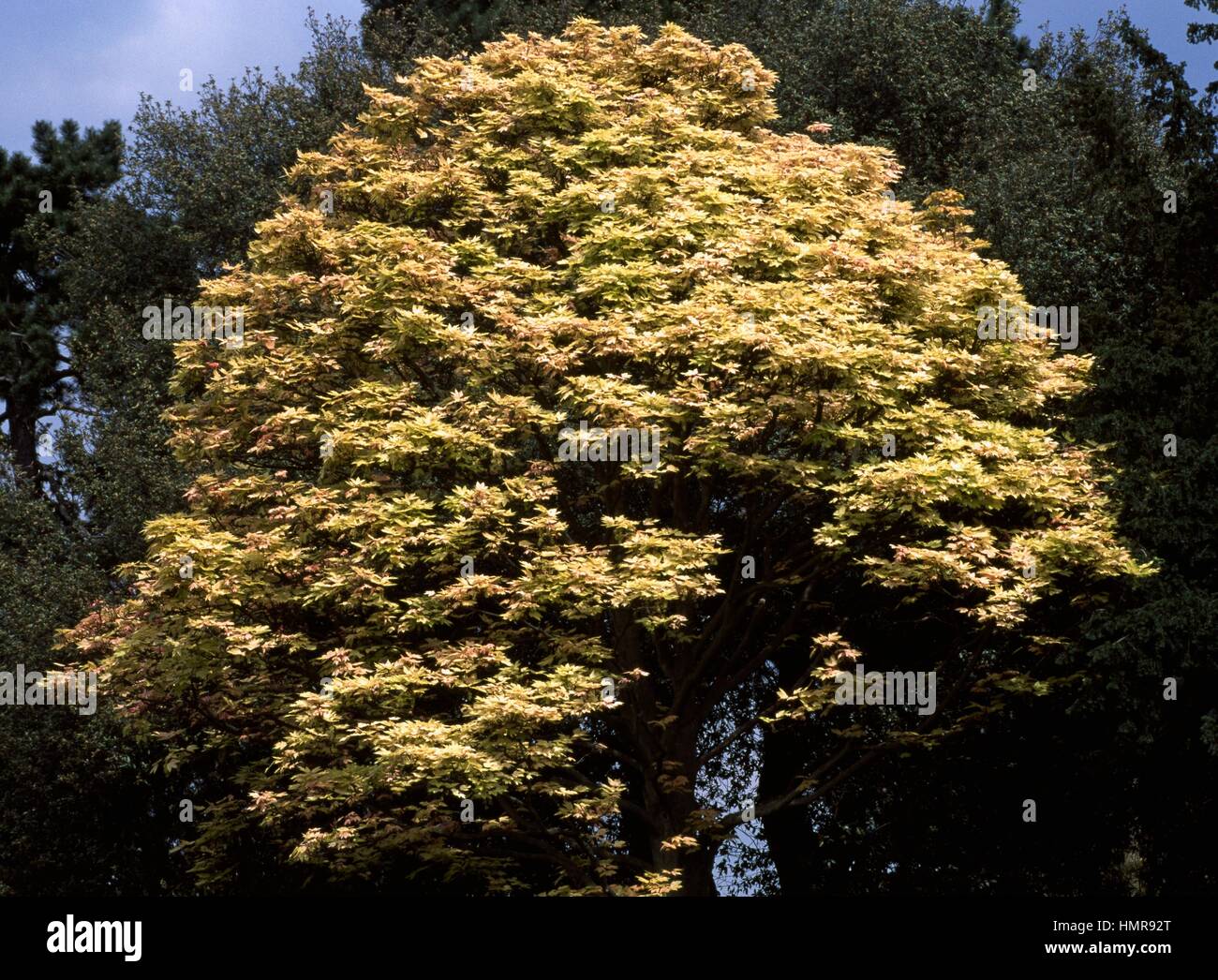 Brilliantissimum water maple hires stock photography and images Alamy