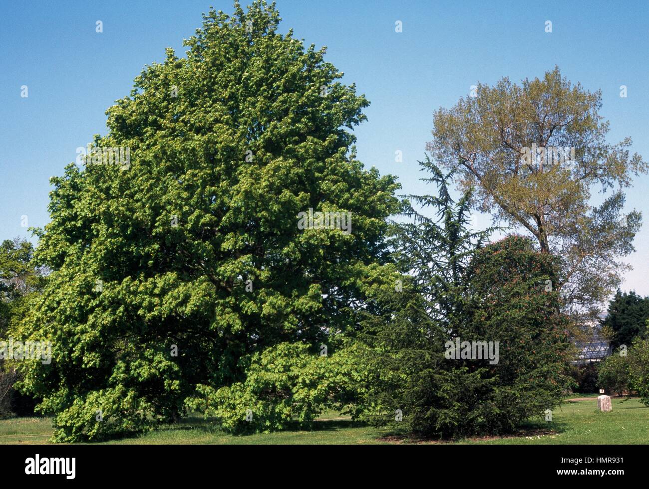 Curly Maple or Norway Maple (Acer platanoides), AceraceaeSapindaceae