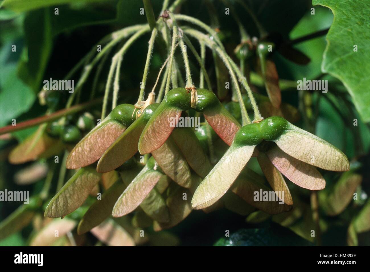 Bosnian maple samaras (Acer opalus obtusatum), Aceraceae-Sapindaceae. Stock Photo