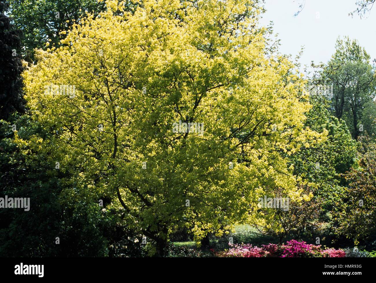 Algerian Oak (Quercus canariensis), Fagaceae. Stock Photo