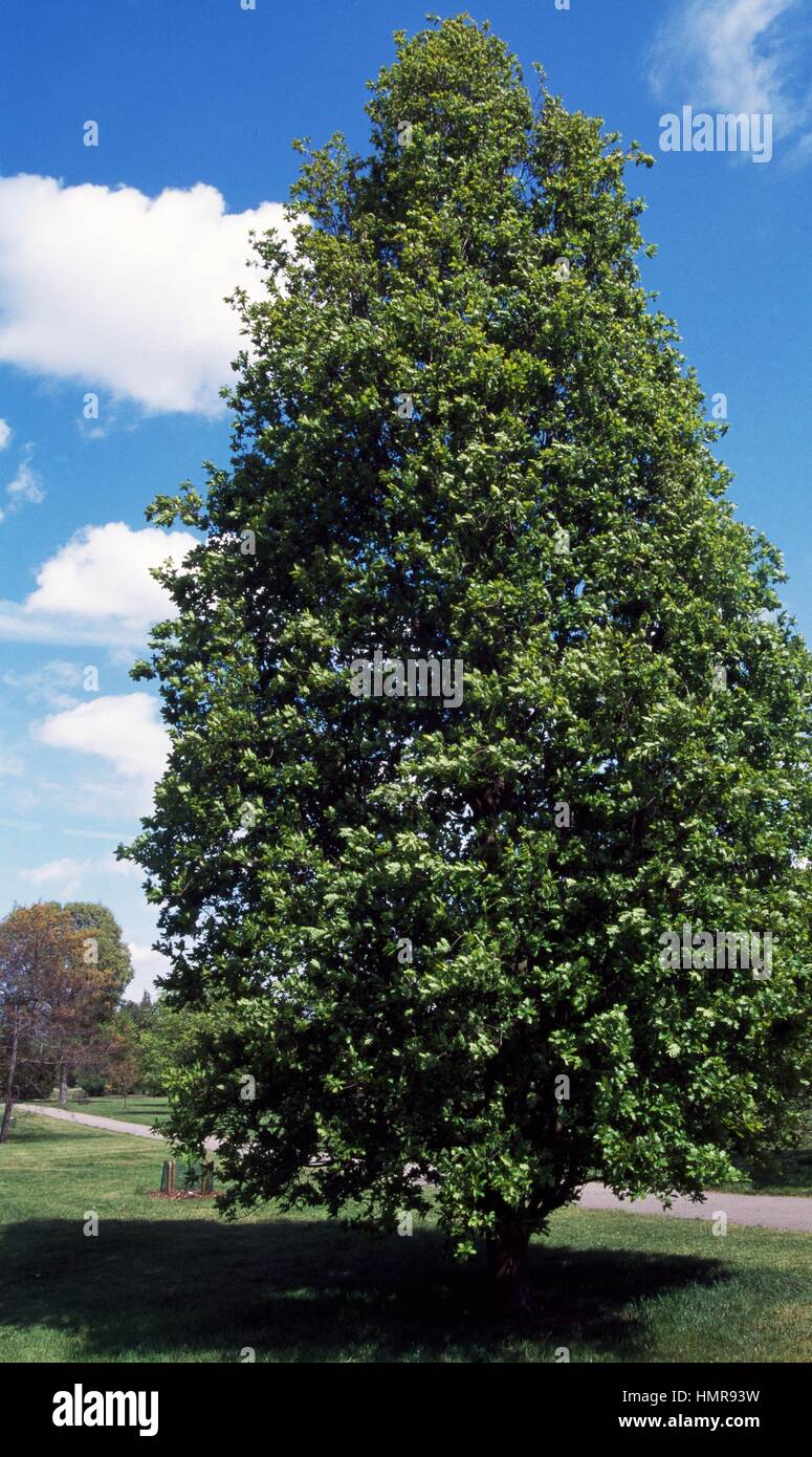 Upright English Oak (Quercus robur fastigiata), Fagaceae. Stock Photo