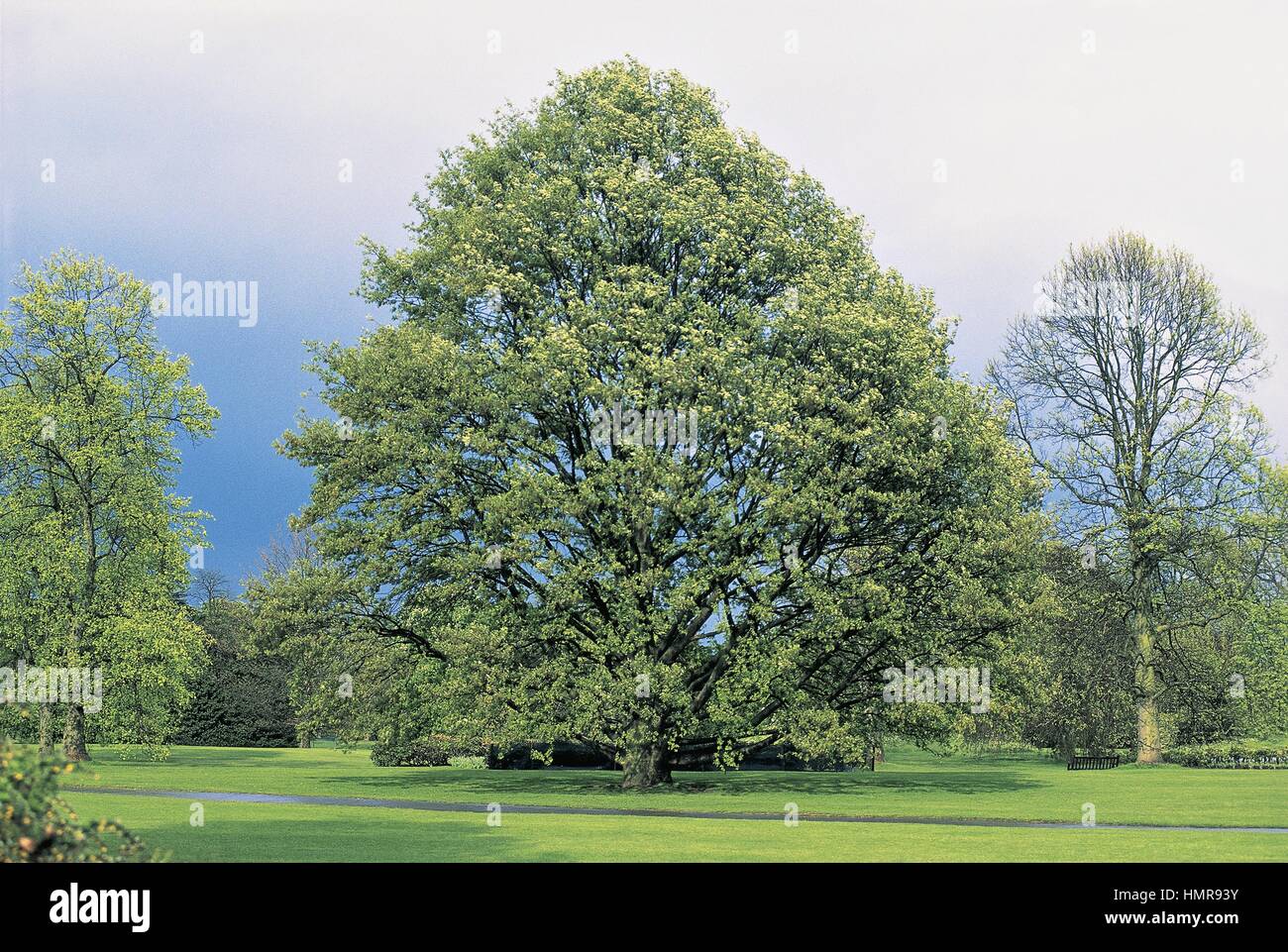 Botany - Trees - Fagaceae. Chestnut-leaved oak (Quercus castaneifolia) Stock Photo