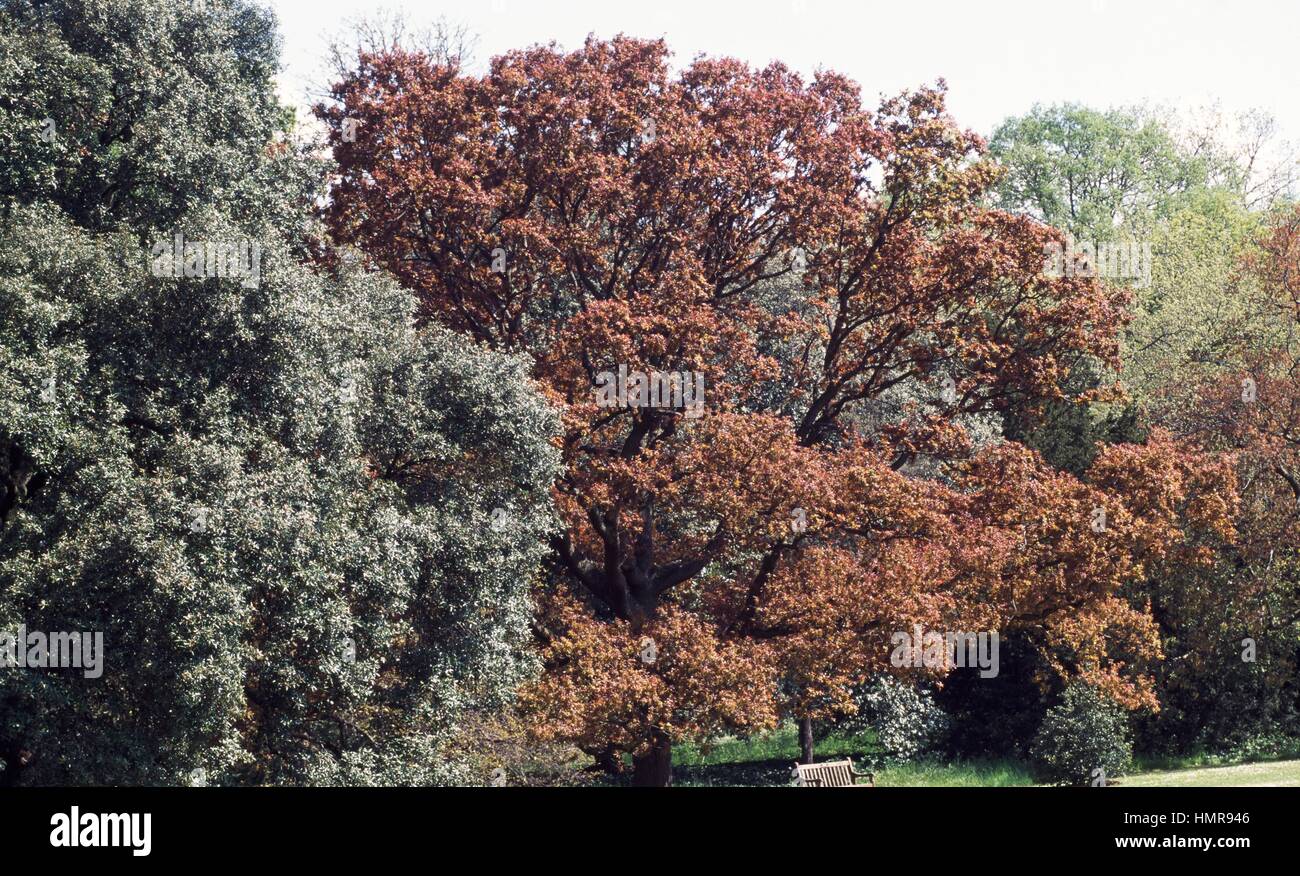 Upright English Oak (Quercus robur fastigiata), Fagaceae. Stock Photo