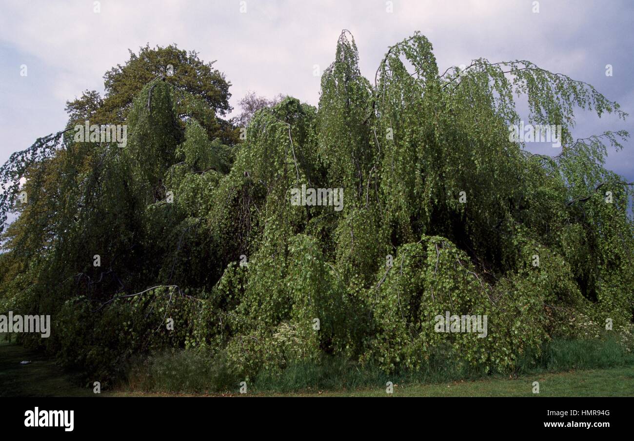 Weeping Beech (Fagus sylvatica pendula), Fagaceae. Stock Photo