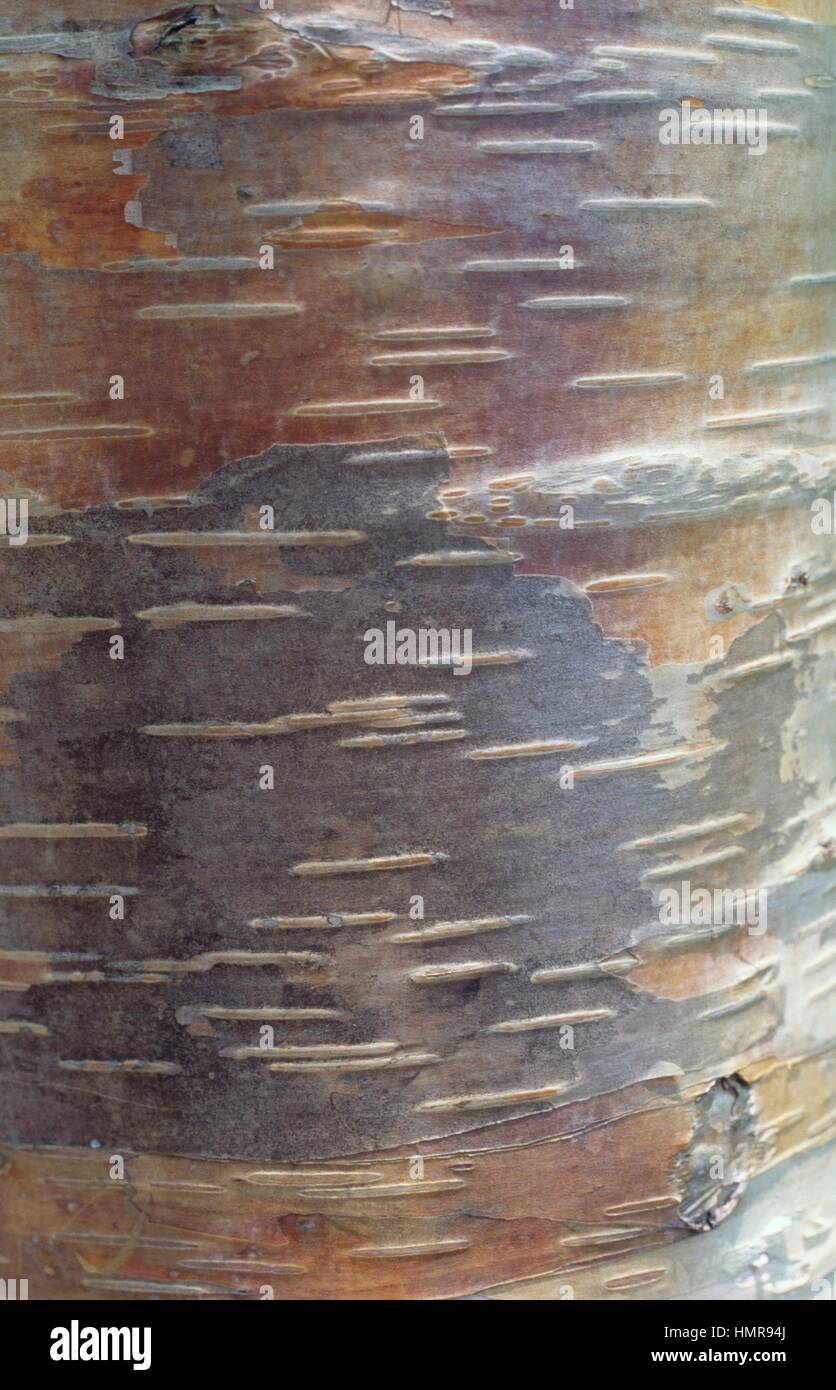 Birch bark (Betula), Betulaceae. Stock Photo