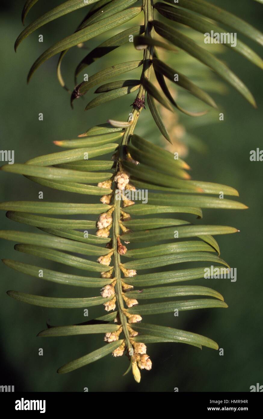 Chinese Plum Yew leaves (Cephalotaxus fortunei), Cephalotaxaceae. Stock Photo