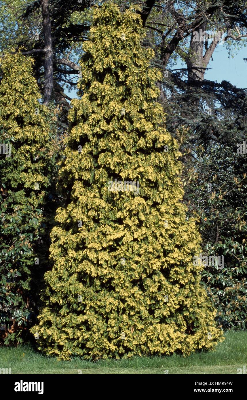 Lawson's Cypress (Chamaecyparis lawsoniana), Cupressaceae. Stock Photo