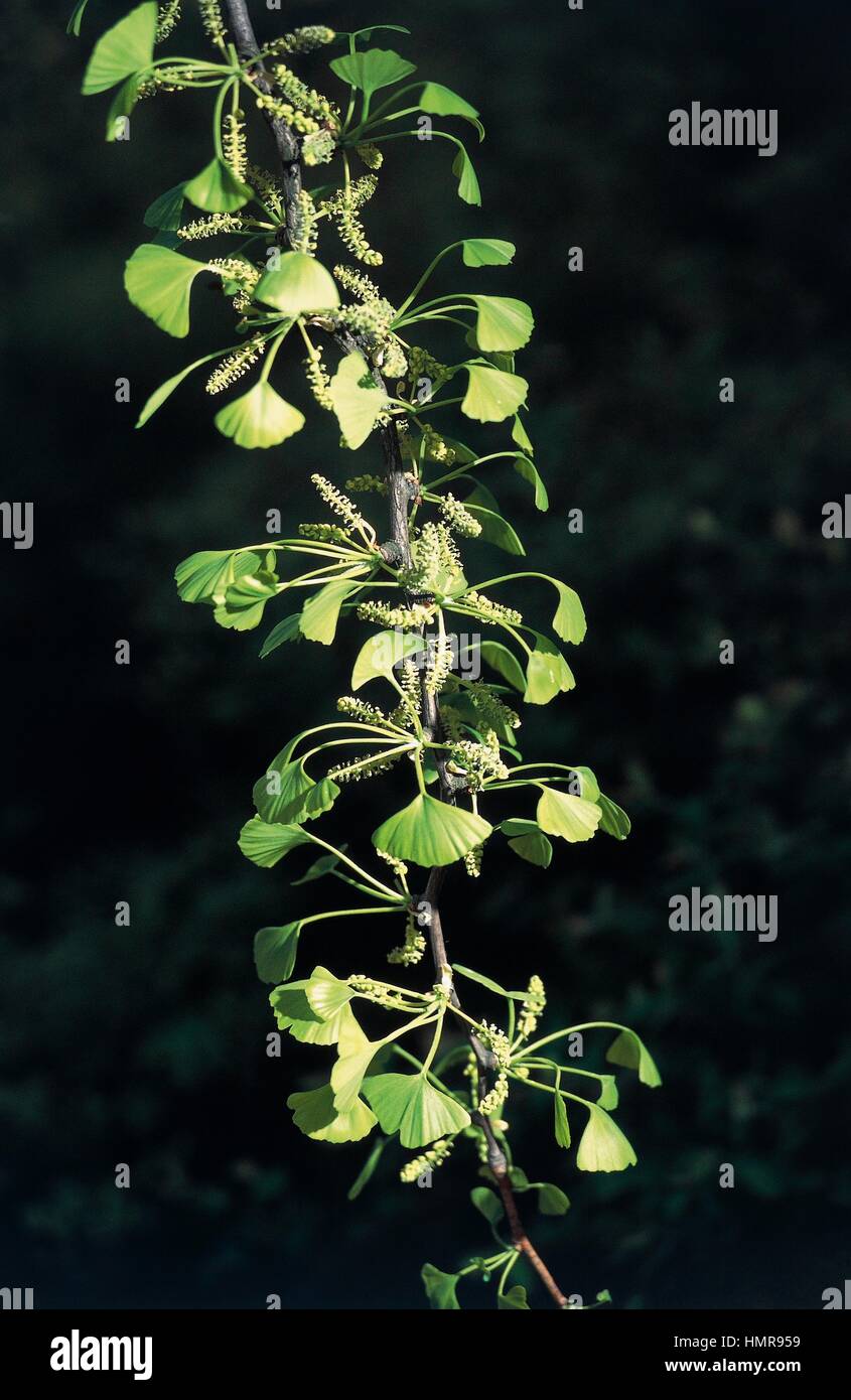 Ginkgo leaves (Ginkgo biloba fastigiata), Ginkgoaceae. Stock Photo