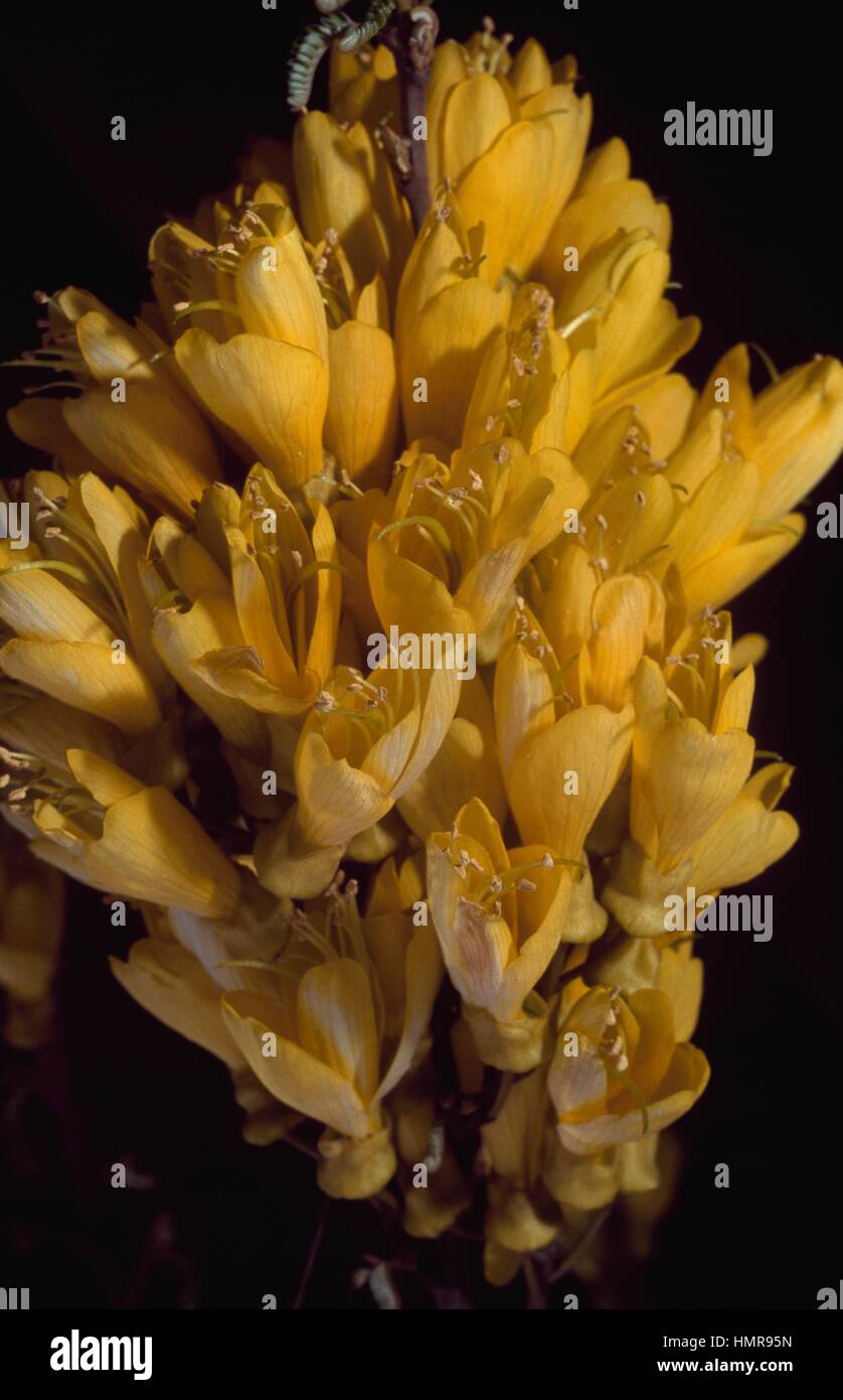 Kowhai flowers (Sophora tetraptera), Fabaceae-Leguminosae. Stock Photo