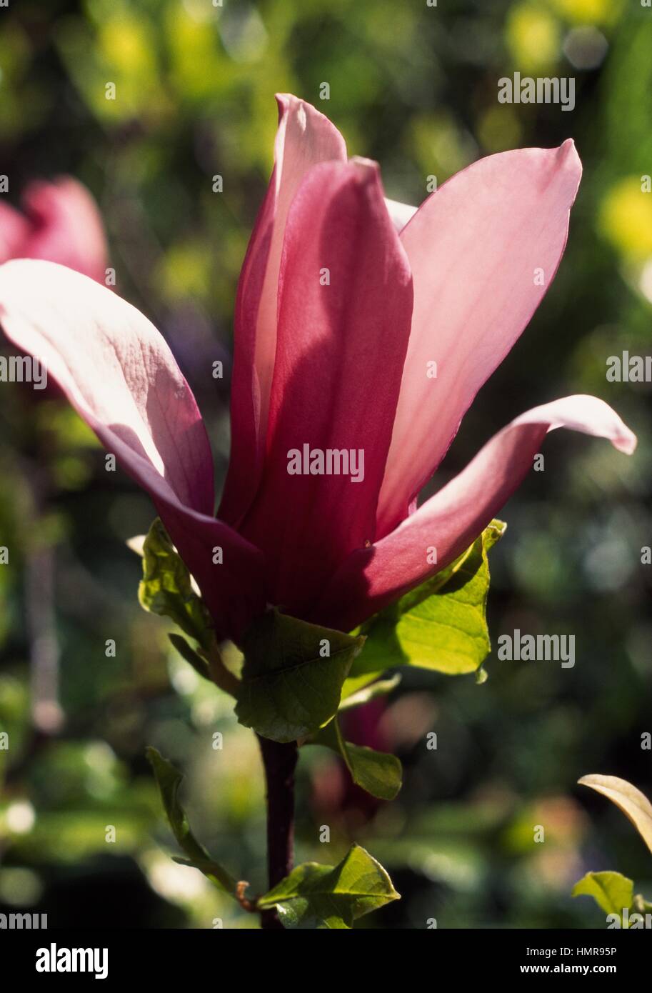 Magnolia flower (Magnolia liliflora), Magnoliaceae. Stock Photo