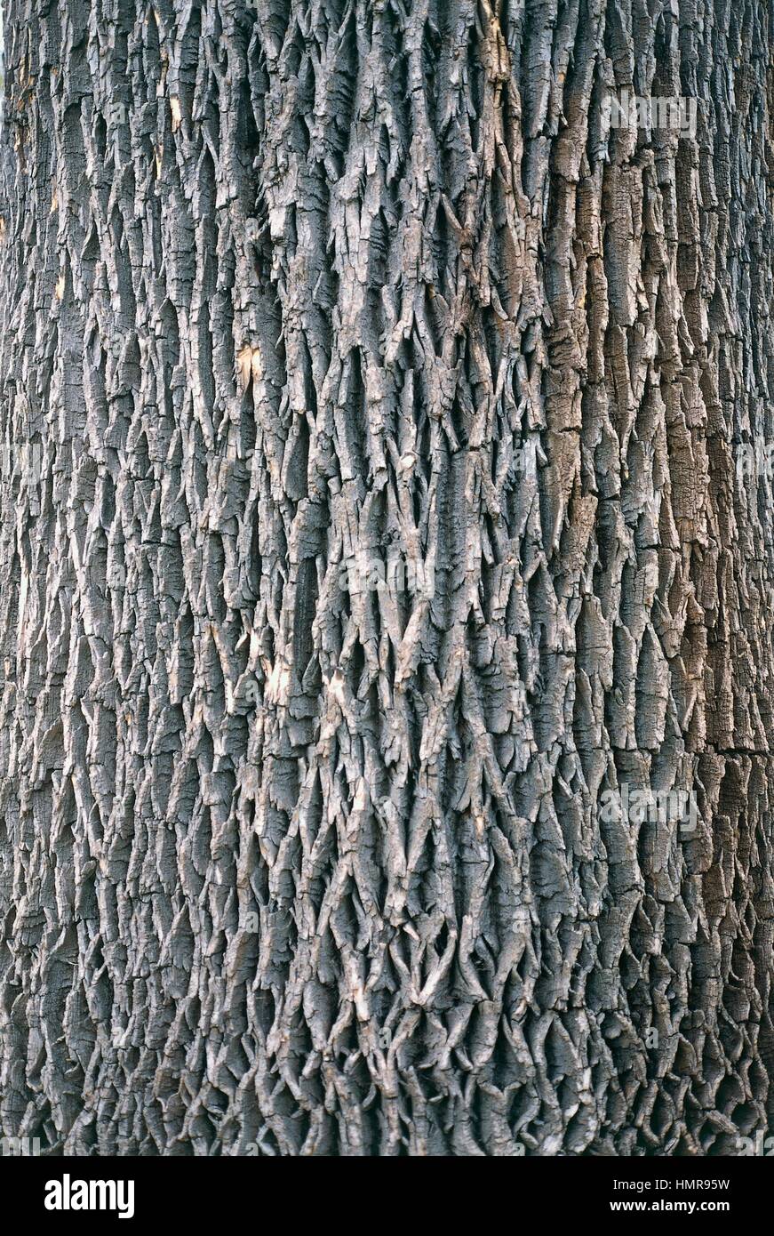 White Ash or American Ash bark (Fraxinus americana), Oleaceae. Stock Photo