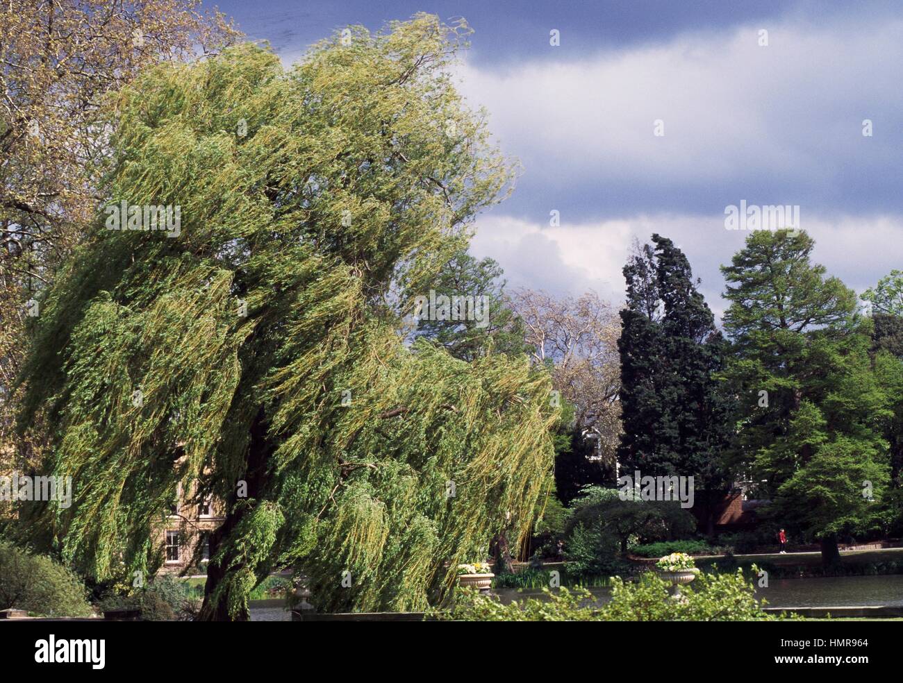 Weeping Golden Willow (Salix x chrysocoma), Salicaceae. Stock Photo