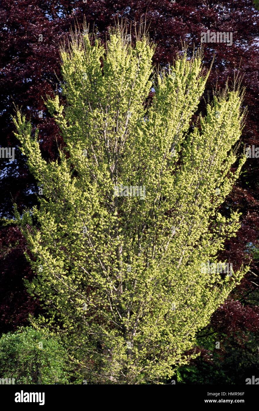 Lobel Elm (Ulmus Lobel), Ulmaceae. Stock Photo