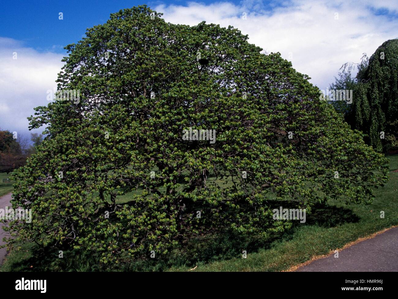Dwarf Elm (Ulmus dwarf), Ulmaceae Stock Photo Alamy