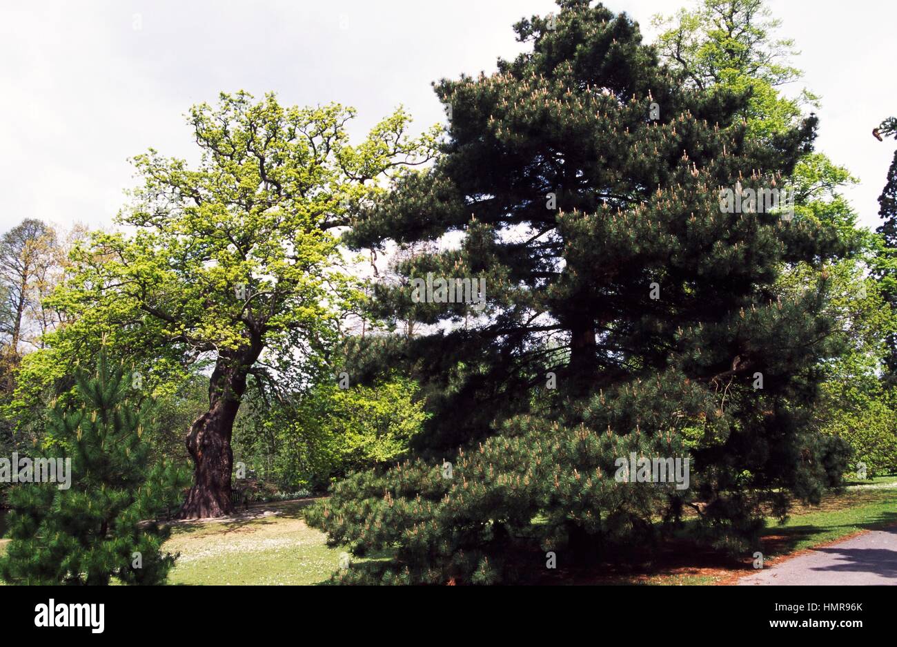 English quercus robur in hi-res stock photography and images - Alamy