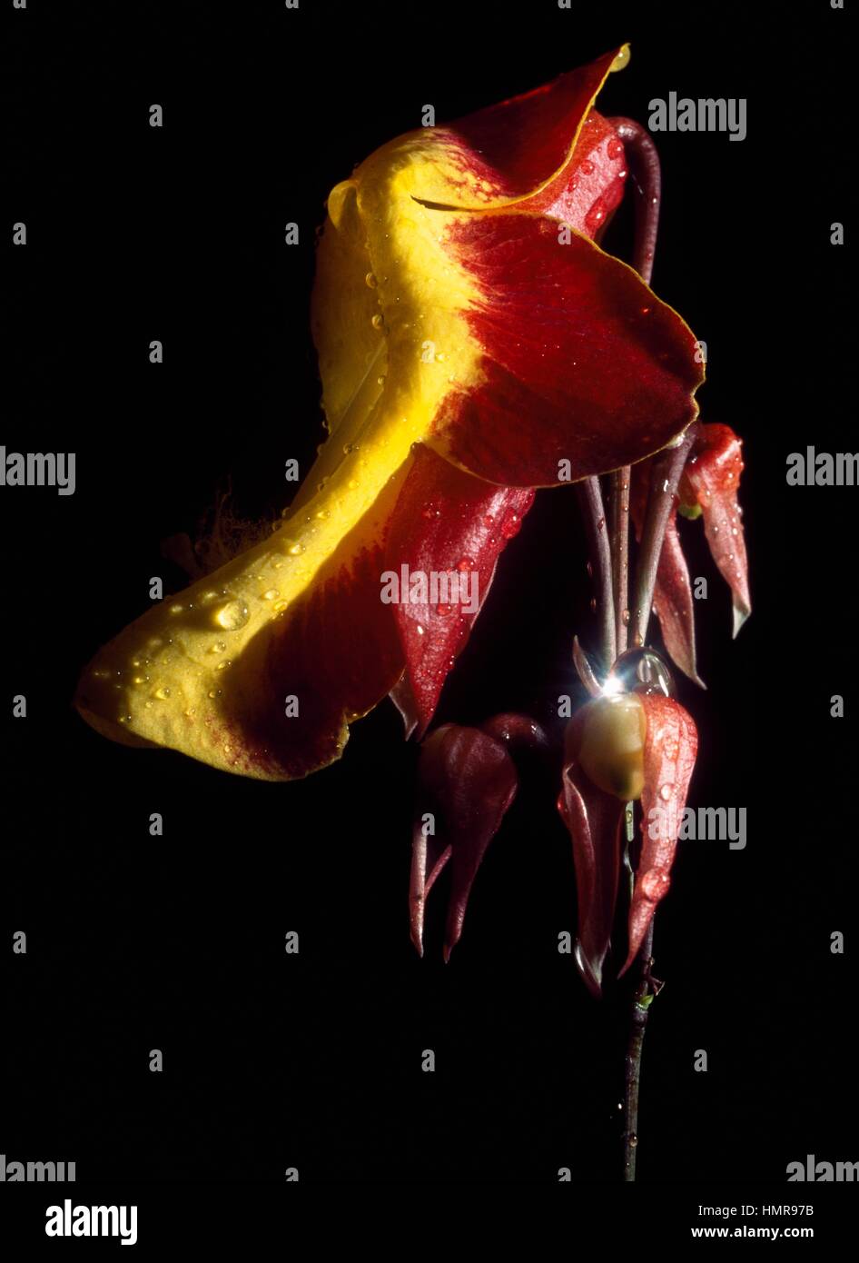 Clock Vine flower (Thunbergia mysorensis), Acanthaceae. Stock Photo