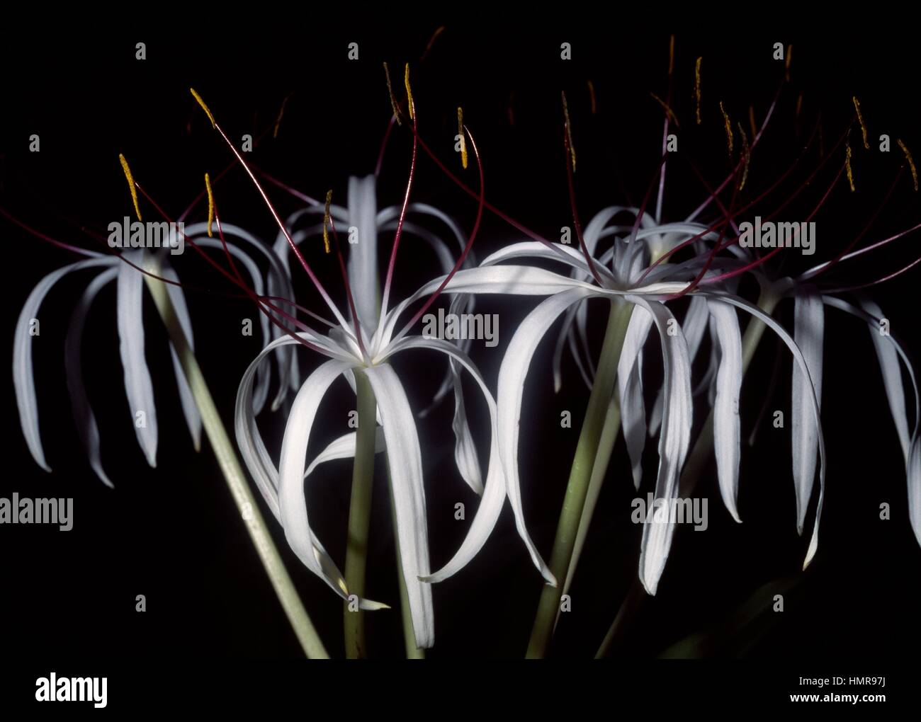 Swamplily (Crinum hildebrandtii), Amaryllidaceae. Stock Photo