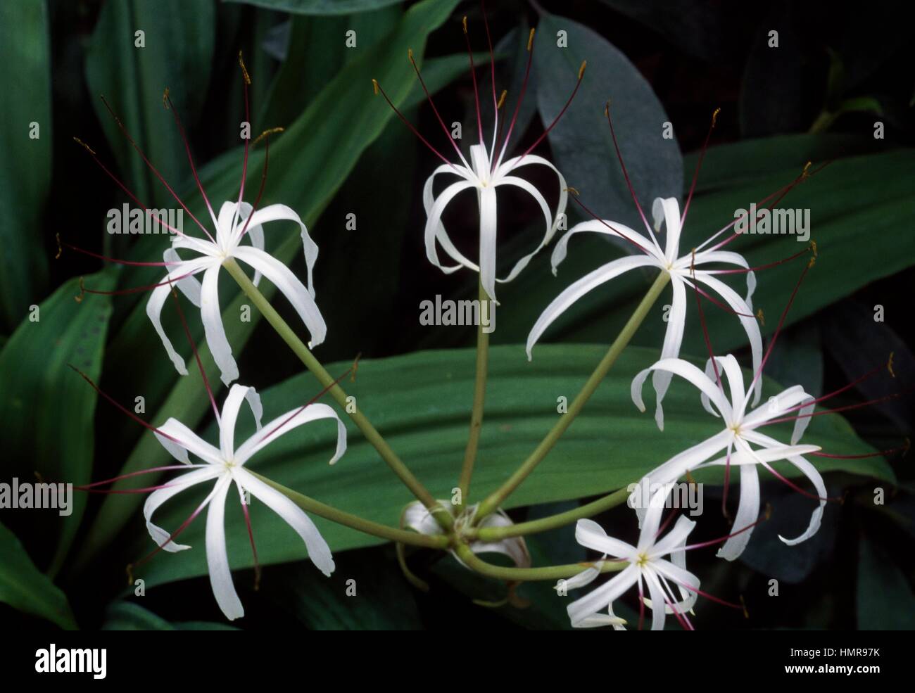 Swamplily (Crinum hildebrandtii), Amaryllidaceae. Stock Photo