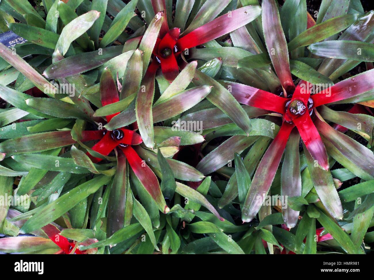 Neoregelia olens, Bromeliaceae. Stock Photo